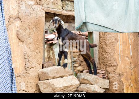 Cute baby goat playing on the cottage’s walls of the remote village of Anchetty, Tamil Nadu, India. Stock Photo