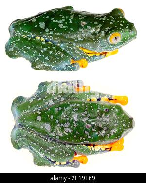 Amazon leaf frog (Cruziohyla craspedopus), Ecuador