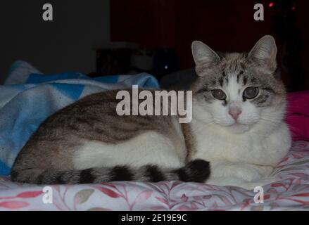 portrait of a striped cat relaxing on a bed Stock Photo