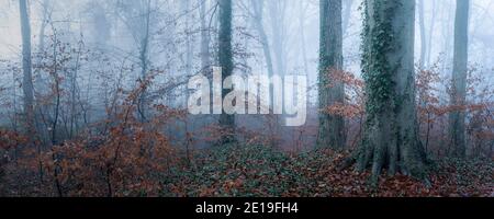 Beautiful nature shot of amazing landscape scenery of trees in a woods, woodlands in foggy misty weather conditions, thick fog and mist mysterious atmospheric spooky scene, England, UK Stock Photo