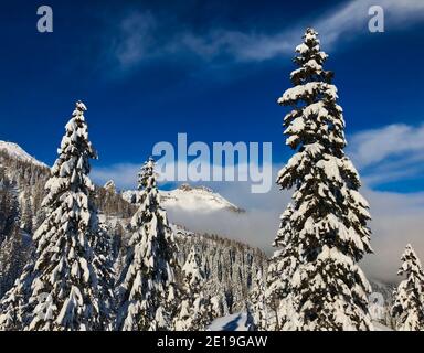 Snowy Trees in Nassfeld Ski Resort in Austria. Beautiful Winter Scenery with Trees Covered by Snow and Blue Sky. Stock Photo