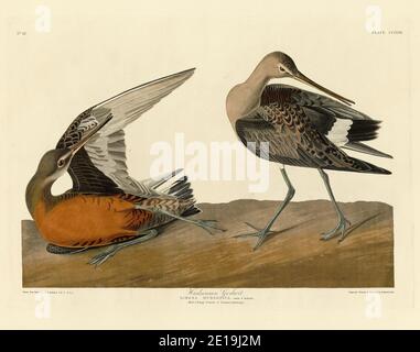 Plate 258 Hudsonian Godwit from The Birds of America folio (1827–1839) by John James Audubon, Very high resolution and quality edited image Stock Photo