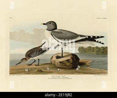 Plate 285 Fork-tailed Gull (Sabine's Gull, Xeme) The Birds of America folio (1827–1839) by John James Audubon, Very high resolution and quality image Stock Photo