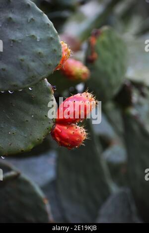 Red Prickly Pears Close-up Stock Photo