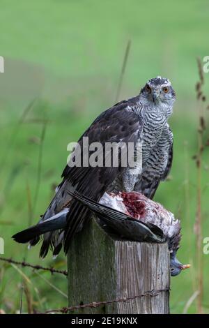 Goshawk (Accipiter gentilis) eating wood pigeon, Controlled, Cumbria, UK Stock Photo