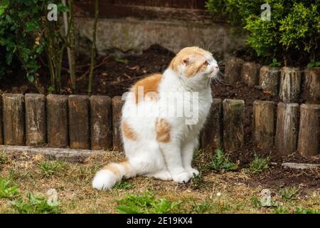 Domestic cats from friend cattery, Scottish Fold are very independent, very nice and friendly. They like to play, they are very friendly. Stock Photo