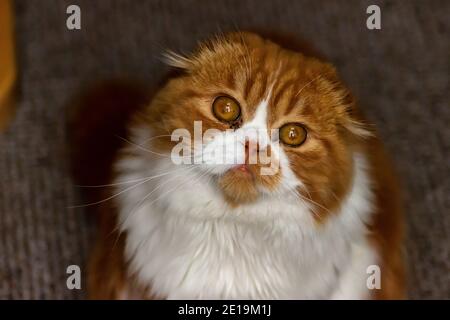Domestic cats from friend cattery, Scottish Fold are very independent, very nice and friendly. They like to play, they are very friendly. Stock Photo
