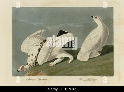 Plate 418 American (Rock) Ptarmigan, White-tailed Grous (Ptarmigan), The Birds of America folio (1827–1839) John James Audubon, High resolution image Stock Photo