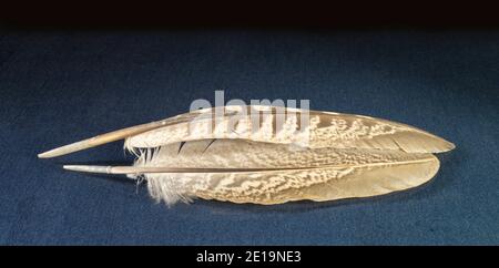 Beautiful feather of the pheasant rests upon turn blue table, Subjects on black background Stock Photo