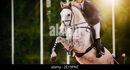 A dappled gray sports horse jumps with a rider in the saddle at a summer show jumping competition on a sunny day. Horse riding. Equestrian sports. Stock Photo