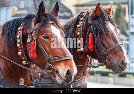 A pair of horses in a harness with bells.  Excursion for tourists. Stock Photo
