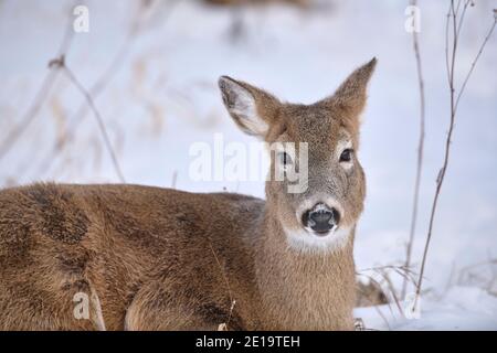 White-tailed deer (Odocoileus virginianus) doe in snow, Calgary, Carburn Park, Alberta, Canada: 2021-01-04 Stock Photo