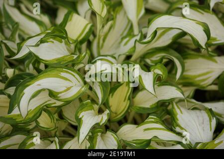 Background image of leaves of Hosta undulata plant, cultivated variety Mediovariegata Stock Photo
