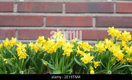 Daffodil flowers against red brick wall background Stock Photo