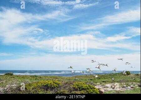 Sacred ibis (Threskiornis aethiopicus) flying away - Cape Point, South Africa Stock Photo