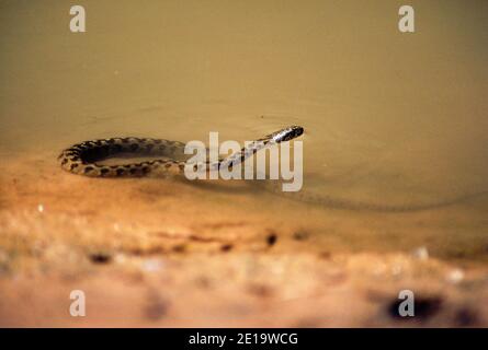 Viperine Water Snake, Natrix maura, Colubridae, swimming, snake, animal, Andalusia, Spain Stock Photo