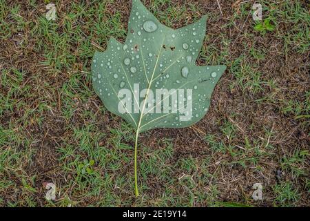 A single tulip tree leaf laying on its backside on the ground covered with water droplets after the rainfall outdoors backgrounds and textures Stock Photo
