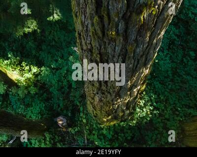 Bird eye view of an adult standing by an old growth Douglas in the Canadian Rainforest. Stock Photo