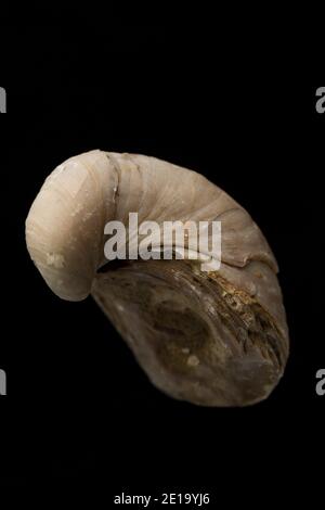 An example of a Devil’s Toenail fossil, or Gryphaea which was a type of oyster in the family Gryphaeidae. This one was picked up in a ploughed field. Stock Photo