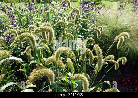 Herbaceous border Setaria macrostachya Plains bristle grass Salvia Stock Photo