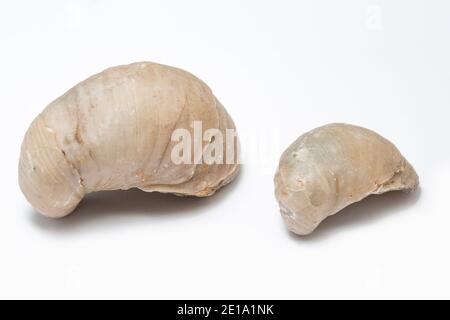 An example of two Devil’s Toenail fossil, or Gryphaea which were a type of oyster in the family Gryphaeidae. These were picked up in a ploughed field. Stock Photo