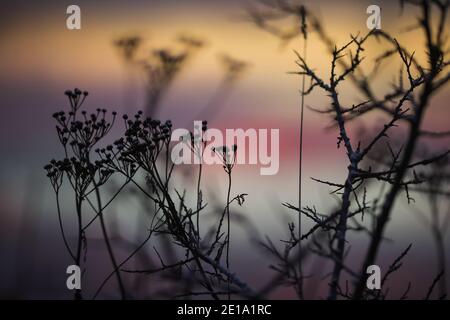 Cold winter sunset with grass and sea buckthorn branch covered with nsow Stock Photo