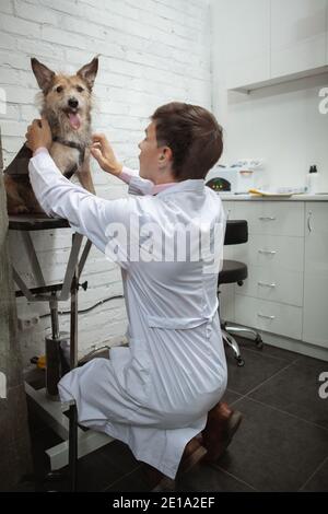 Vertical full length shot of a happy shelter dog looking to the camera during medical exam by veterinarian Stock Photo