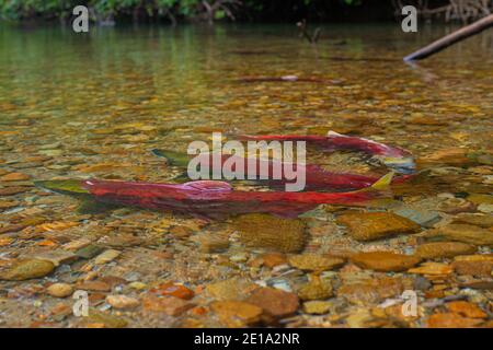 Two male Sockeye disputing a female partner. Stock Photo