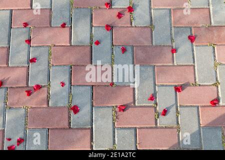Pink rose petals on a brick floor. Red and gray. Close-up. This image may be used as a background. Stock Photo