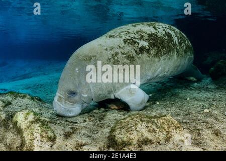 Trichechus manatus latirostris, West Indian manatee, Three Sisters, Kings Bay, Crystal River, Citrus County, Florida, USA Stock Photo