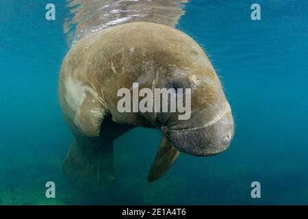 Trichechus manatus latirostris, West Indian manatee, Homosassa Springs, Wildlife State Park, Citrus County, Florida, USA Stock Photo