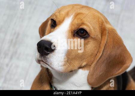 The Beagle dog looks guilty. The dog looks up sadly Stock Photo