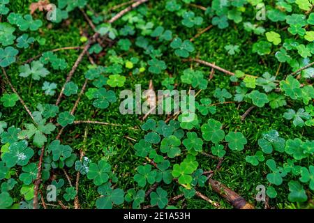 Amazing moss patterns Stock Photo