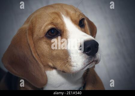 The Beagle dog looks guilty. The dog looks up sadly Stock Photo