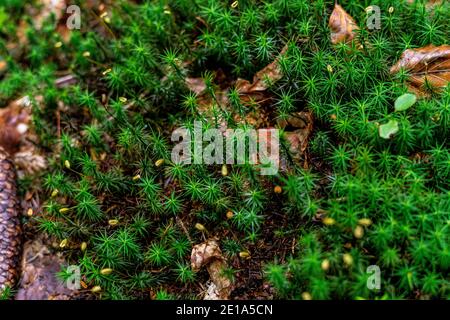 Amazing moss patterns Stock Photo