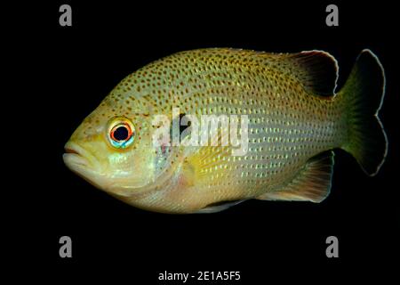Lepomis gibbosus, Pumpkinseed  or Common Sunfish, Ginnie Spring, High Springs, Gilchrist County, Florida, USA, United States Stock Photo