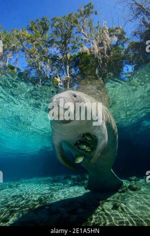 Trichechus manatus latirostris, West Indian manatee, Three Sisters, Kings Bay, Crystal River, Citrus County, Florida, USA Stock Photo