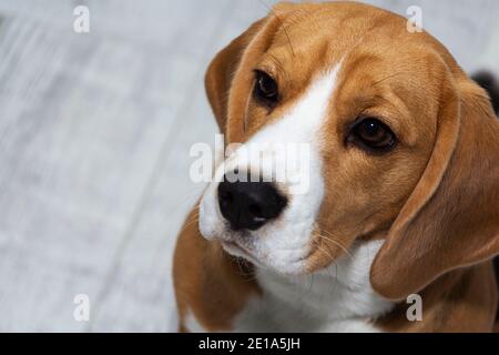 The Beagle dog looks guilty. The dog looks up sadly Stock Photo