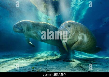 Trichechus manatus latirostris, West Indian manatee, Three Sisters, Kings Bay, Crystal River, Citrus County, Florida, USA Stock Photo