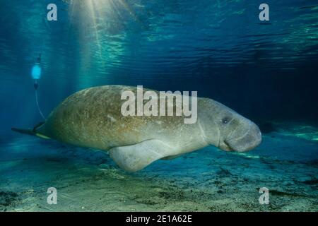 Trichechus manatus latirostris, West Indian manatee marked with a Buoy, Three Sisters, Kings Bay, Crystal River, Citrus County, Florida, USA Stock Photo