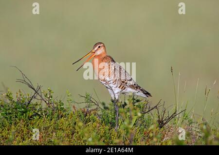 Black-tailed godwit (Limosa limosa) male in breeding plumage calling in grassland in summer, Iceland Stock Photo