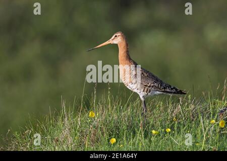 Black-tailed godwit (Limosa limosa) male in breeding plumage foraging in grassland in summer, Iceland Stock Photo