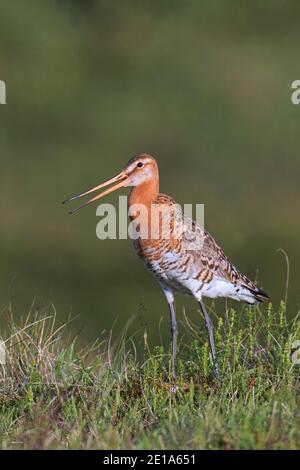 Black-tailed godwit (Limosa limosa) male in breeding plumage calling in grassland in summer, Iceland Stock Photo