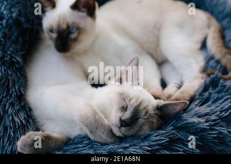 Two Siamese kittens sleeping next to each other in a grey furry cat bed by a window Stock Photo