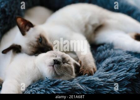 Two Siamese kittens sleeping next to each other in a grey furry cat bed by a window Stock Photo