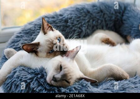 Two Siamese kittens sleeping next to each other in a grey furry cat bed by a window Stock Photo