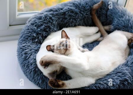 Two Siamese kittens sleeping next to each other in a grey furry cat bed by a window Stock Photo