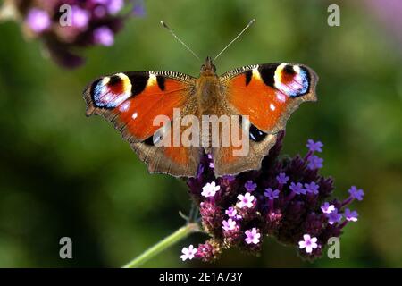 Peacock Butterfly, Inachis io on Verbena flower Stock Photo