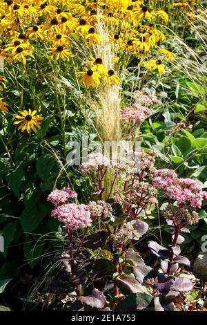 Herbaceous border Sedum Rudbeckias summer perennial plants garden Stock Photo