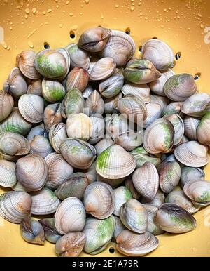 Manila Clams, or Cockles, washed and cleaned ready for cooking.  Close-up color photograph. Stock Photo